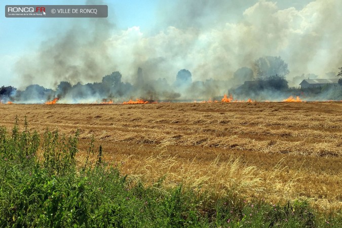 incendie chats huants