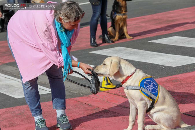 2018 - Chiens portes 2018