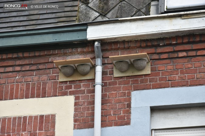 2019 - nichoirs hirondelles