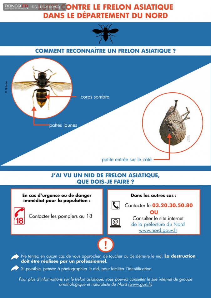 2019 - frelon asiatique