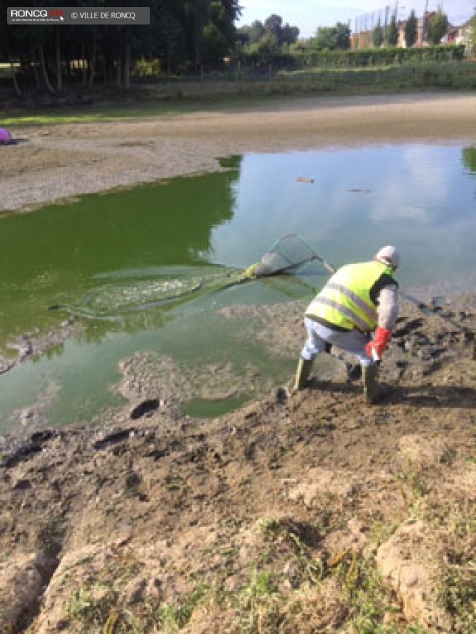 2019 - secheresse poissons