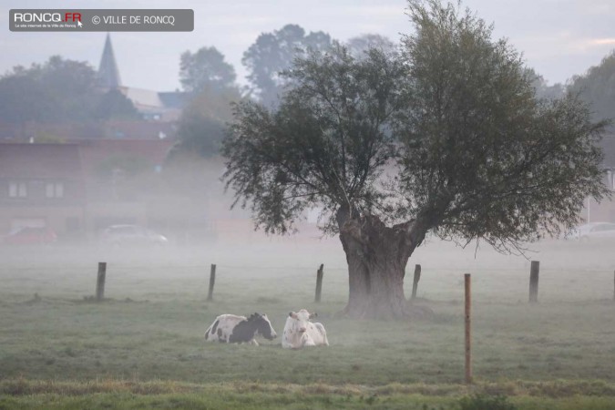 2020 - brumes matinales