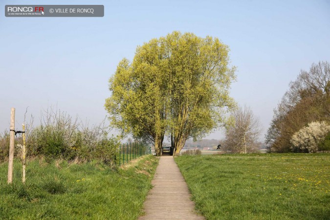 2020 - cloture parc canin